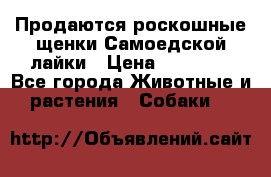 Продаются роскошные щенки Самоедской лайки › Цена ­ 40 000 - Все города Животные и растения » Собаки   